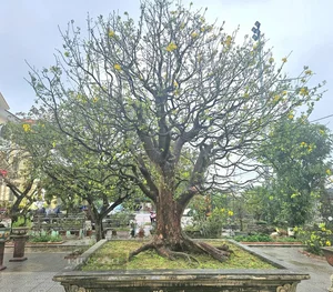 Exquisite Ancient Yellow Apricot Bonsai Worth Hundreds of Millions of VND for Lunar New Year - image 0