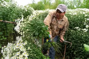 Hanoi Daisy Fields Bloom: A Farmer's Smile Amidst Pure White Autumn Splendor - image 5