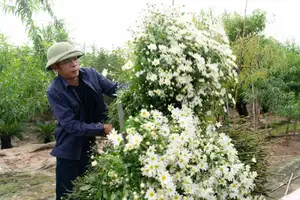 Hanoi Daisy Fields Bloom: A Farmer's Smile Amidst Pure White Autumn Splendor - image 8
