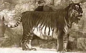 Top Famous Extinct Animals the World Has Lost Forever and Their History - image 2