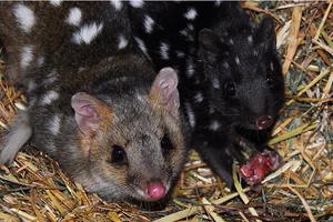 The Bizarre Life Cycle: The Strange Creature That Mates for 14 Hours - image 3