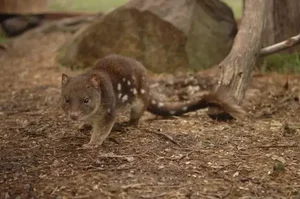 The Bizarre Life Cycle: The Strange Creature That Mates for 14 Hours - image 7