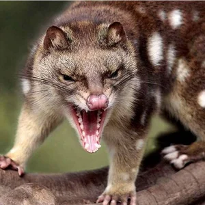 The Bizarre Life Cycle: The Strange Creature That Mates for 14 Hours - image 1