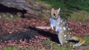 The Bizarre Life Cycle: The Strange Creature That Mates for 14 Hours - image 10