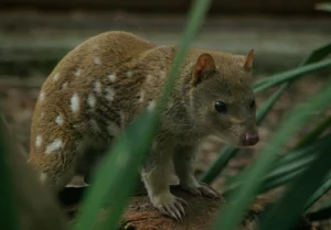 The Bizarre Life Cycle: The Strange Creature That Mates for 14 Hours - image 4