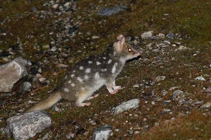 The Bizarre Life Cycle: The Strange Creature That Mates for 14 Hours - image 2