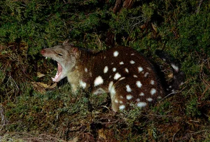 The Bizarre Life Cycle: The Strange Creature That Mates for 14 Hours - image 11