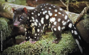 The Bizarre Life Cycle: The Strange Creature That Mates for 14 Hours - image 6