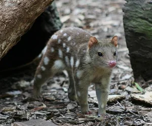The Bizarre Life Cycle: The Strange Creature That Mates for 14 Hours - image 5
