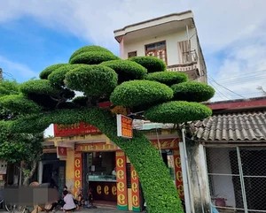 Discovering the Most Unique Ancient Sanh Bonsai Tree in Vietnam - image 0