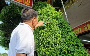 Discovering the Most Unique Ancient Sanh Bonsai Tree in Vietnam - image 3