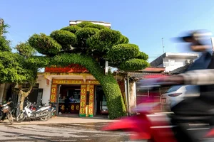 Discovering the Most Unique Ancient Sanh Bonsai Tree in Vietnam - image 1