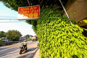 Discovering the Most Unique Ancient Sanh Bonsai Tree in Vietnam - image 6