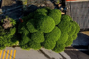 Discovering the Most Unique Ancient Sanh Bonsai Tree in Vietnam - image 5