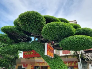 Discovering the Most Unique Ancient Sanh Bonsai Tree in Vietnam - image 7