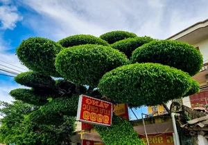 Discovering the Most Unique Ancient Sanh Bonsai Tree in Vietnam - image 4