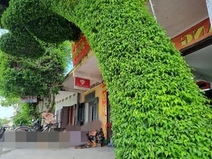 Discovering the Most Unique Ancient Sanh Bonsai Tree in Vietnam - image 9