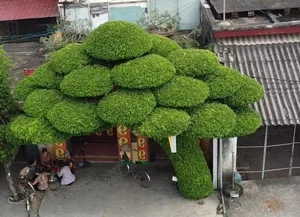 Discovering the Most Unique Ancient Sanh Bonsai Tree in Vietnam - image 8