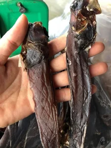 Strangest Fish on Earth Sparks Buying Frenzy at 600,000 VND - image 0