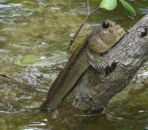 Strangest Fish on Earth Sparks Buying Frenzy at 600,000 VND - image 8
