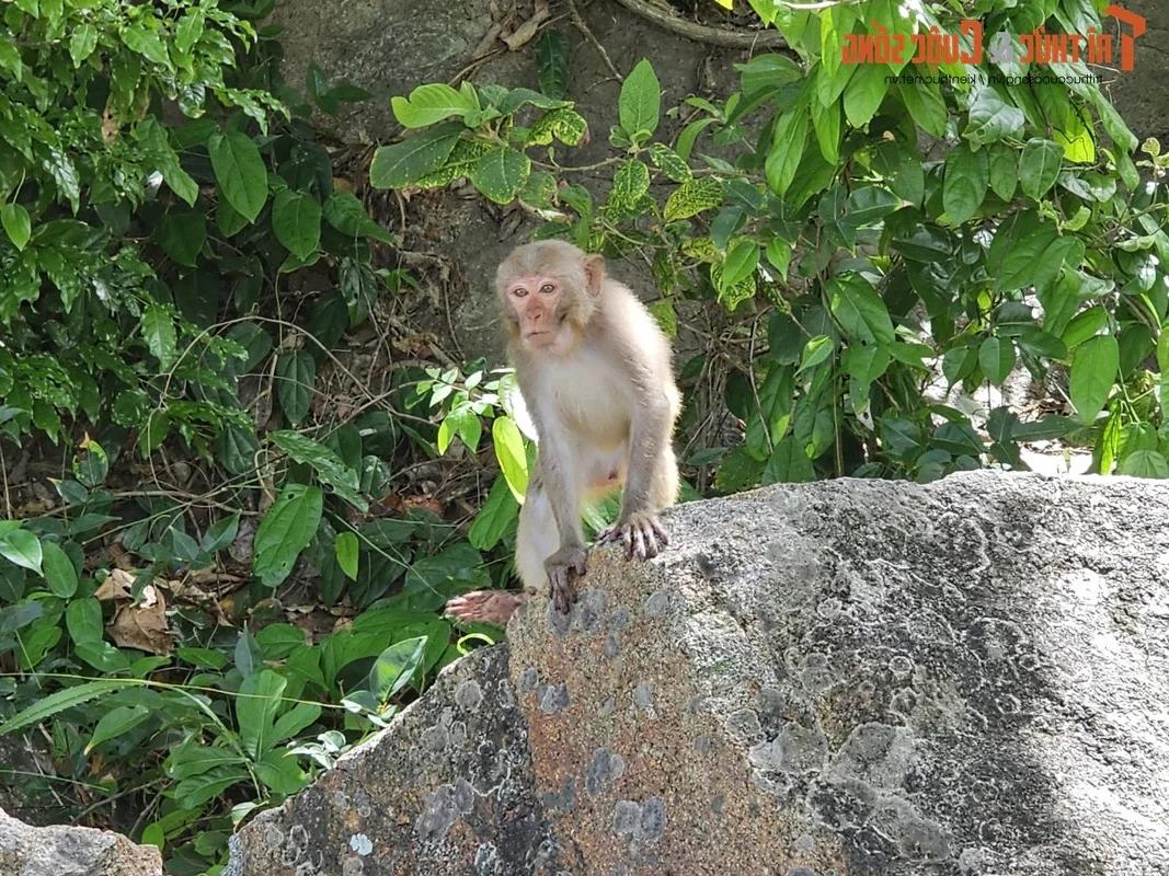 Discover Golden Sand Beach: A Pristine Paradise Under Monkey Mountain