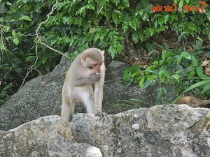 Discover Golden Sand Beach: A Pristine Paradise Under Monkey Mountain - image 1