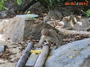 Discover Golden Sand Beach: A Pristine Paradise Under Monkey Mountain - image 11