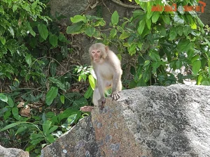 Discover Golden Sand Beach: A Pristine Paradise Under Monkey Mountain - image 0