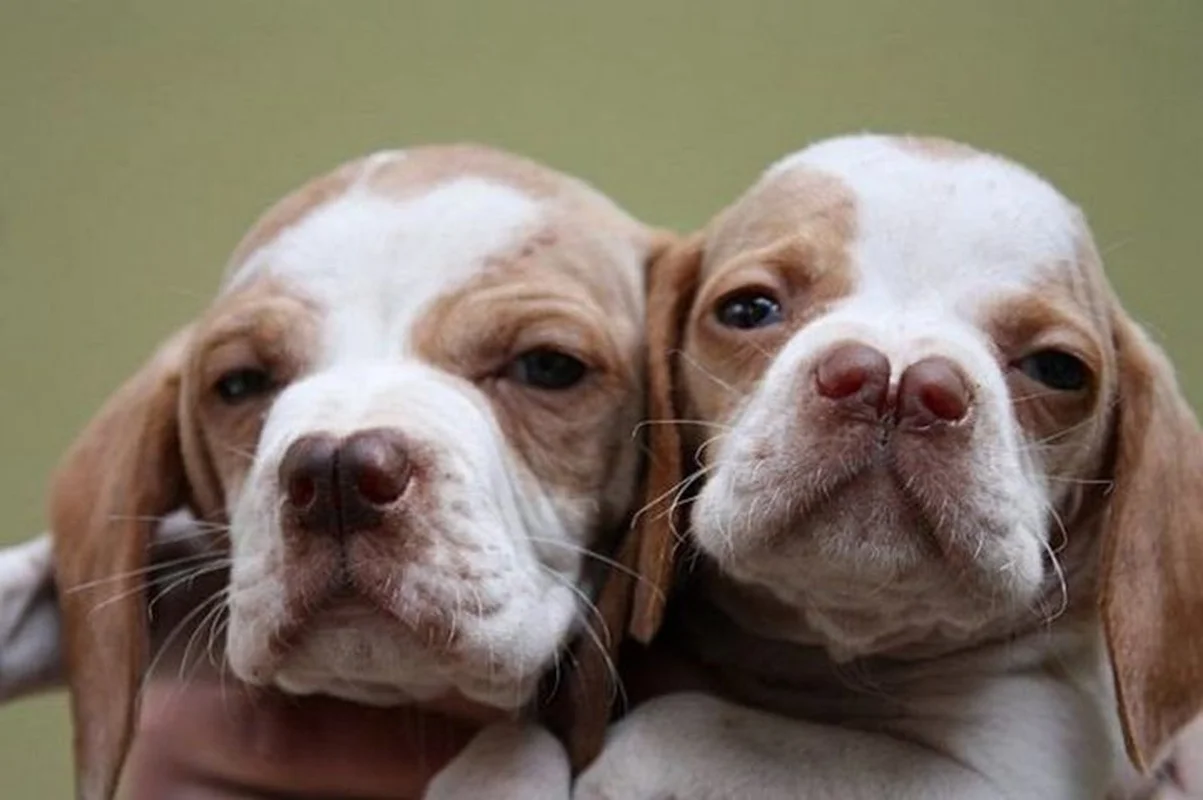 Unusual and Unique Dog Breeds: A Guide to the World's Most Extraordinary Canines