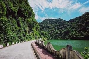 Trekking Hai Phong: A 9km Journey Through Primary Forests - image 6