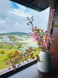 Inside MC Dai Nghia’s Stunning New House Surrounded by Nature and Flowers - image 8