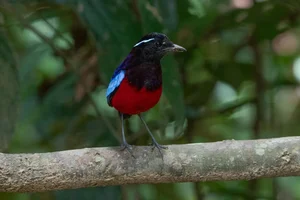The 'Short-Tailed' Pitta: A Living Gem of the Vietnamese Jungle - image 0