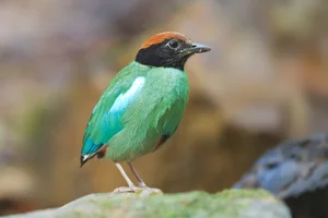 The 'Short-Tailed' Pitta: A Living Gem of the Vietnamese Jungle - image 4