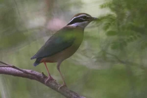 The 'Short-Tailed' Pitta: A Living Gem of the Vietnamese Jungle - image 3