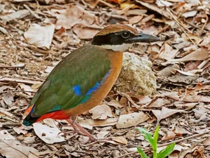 The 'Short-Tailed' Pitta: A Living Gem of the Vietnamese Jungle - image 7