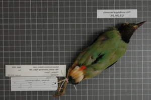The 'Short-Tailed' Pitta: A Living Gem of the Vietnamese Jungle - image 5
