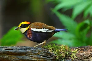 The 'Short-Tailed' Pitta: A Living Gem of the Vietnamese Jungle - image 6