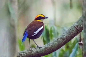 The 'Short-Tailed' Pitta: A Living Gem of the Vietnamese Jungle - image 1