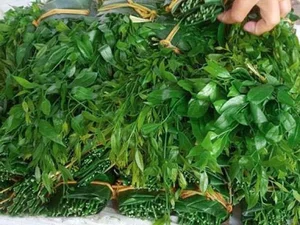 From Forgotten Weed to Luxury Delicacy: The Rise of Vietnam's Highly Sought-After Wild Vegetable - image 1