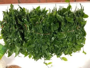 From Forgotten Weed to Luxury Delicacy: The Rise of Vietnam's Highly Sought-After Wild Vegetable - image 0