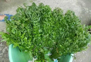 From Forgotten Weed to Luxury Delicacy: The Rise of Vietnam's Highly Sought-After Wild Vegetable - image 2