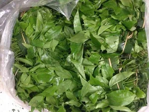 From Forgotten Weed to Luxury Delicacy: The Rise of Vietnam's Highly Sought-After Wild Vegetable - image 8