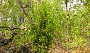 From Forgotten Weed to Luxury Delicacy: The Rise of Vietnam's Highly Sought-After Wild Vegetable - image 5