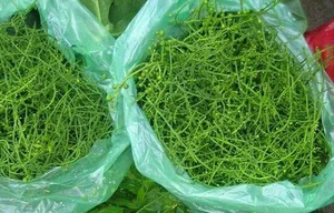 From Forgotten Weed to Luxury Delicacy: The Rise of Vietnam's Highly Sought-After Wild Vegetable - image 12