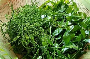From Forgotten Weed to Luxury Delicacy: The Rise of Vietnam's Highly Sought-After Wild Vegetable - image 3