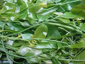From Forgotten Weed to Luxury Delicacy: The Rise of Vietnam's Highly Sought-After Wild Vegetable - image 9