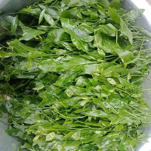 From Forgotten Weed to Luxury Delicacy: The Rise of Vietnam's Highly Sought-After Wild Vegetable - image 10