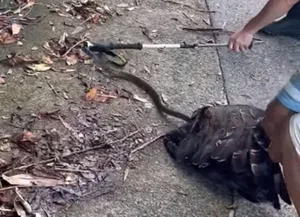 Dramatic Encounter: Giant Python Constricts Crested Serpent Eagle on Mountain Pass - image 5