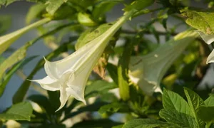 The Chilling and Toxic Beauty of the Devil’s Breath Flower - image 5