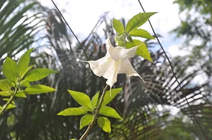 The Chilling and Toxic Beauty of the Devil’s Breath Flower - image 1